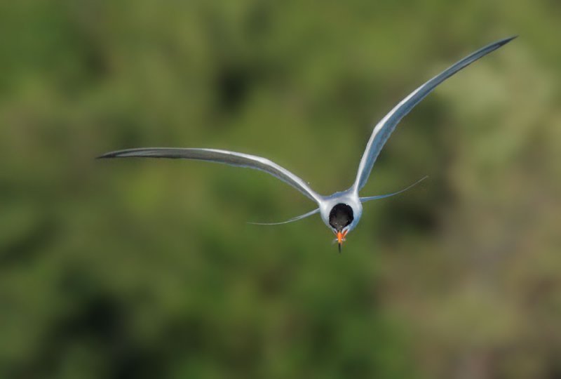 Forsters Tern, flying head on, with fish
