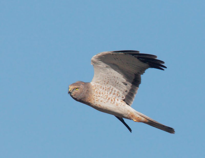 Northern Harrier, male