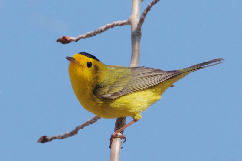 Wilsons Warbler, male