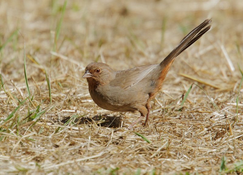 California Towhee