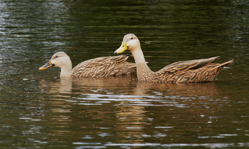 Mottled Ducks, pair