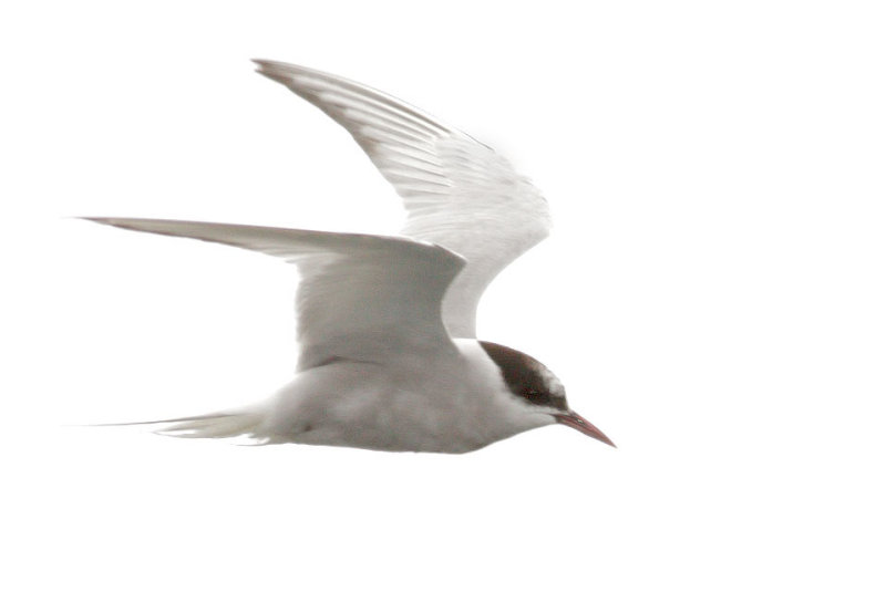 Arctic Tern