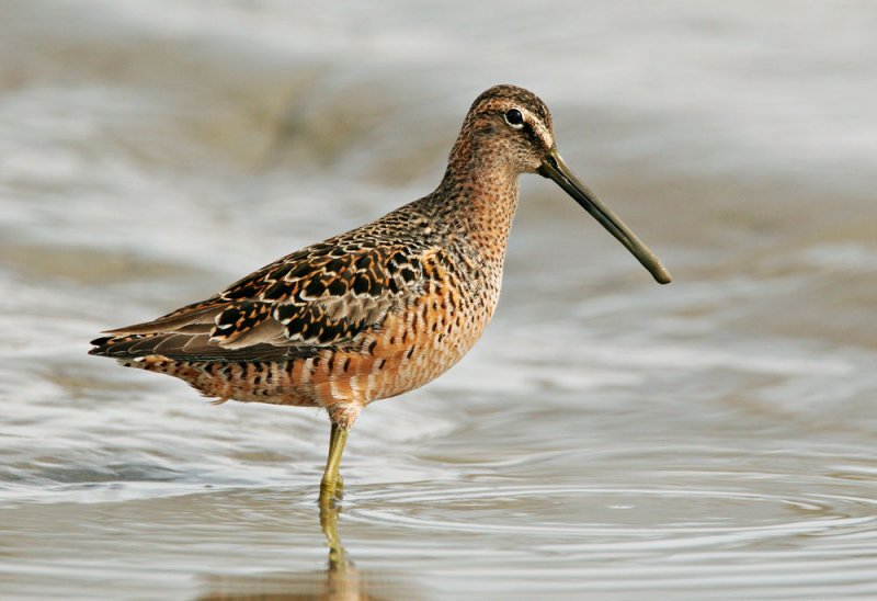 Long-billed Dowitcher, spring breeding plumage