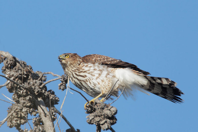 Coopers Hawk, juvenile