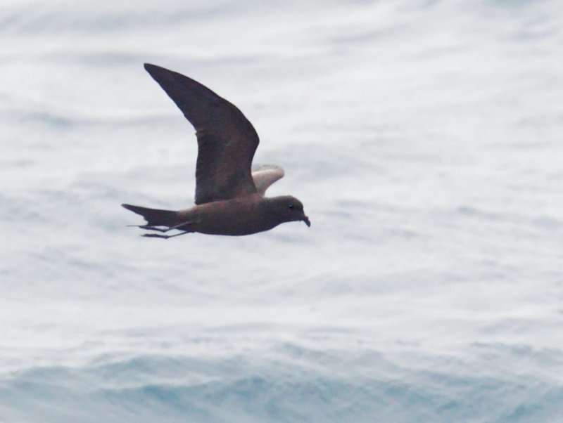 Storm Petrel Query