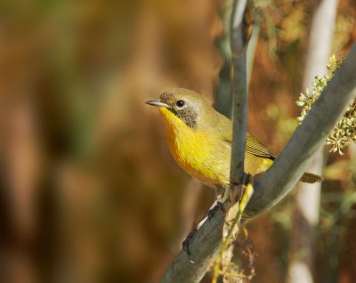 Common Yellowthroat, first winter male