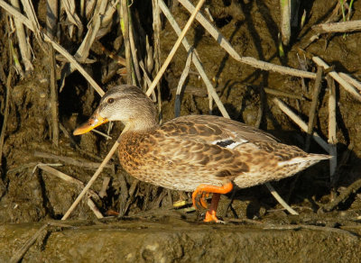 Mallard, female