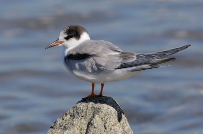 Common Tern