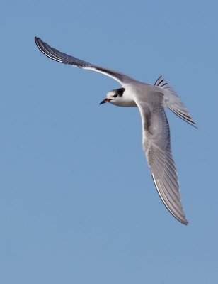 Common Tern, flying
