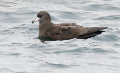 Flesh-footed Shearwaters