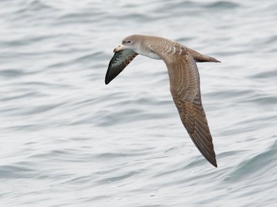 Pink-footed Shearwater