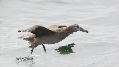 Black-footed Albatross, missing left foot