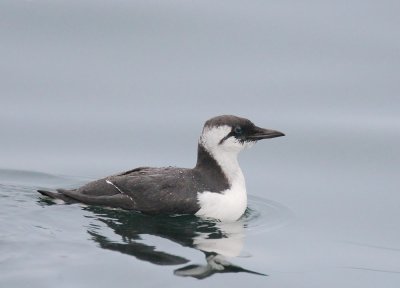Common Murre, first cycle