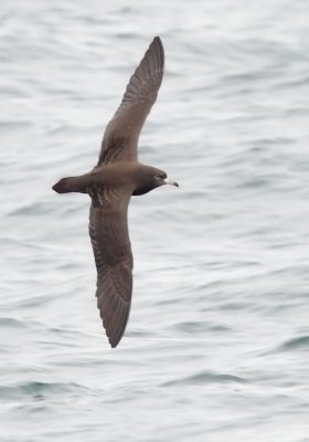 Flesh-footed Shearwater