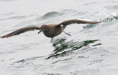 Sooty Shearwater, taking off