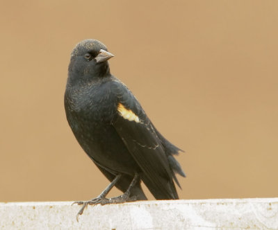 Tricolored Blackbird, male