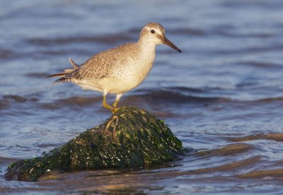 Red Knot, juvenile