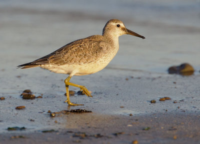 Red Knot, juvenile