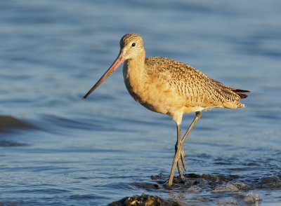 Marbled Godwit