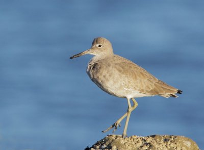 Willet