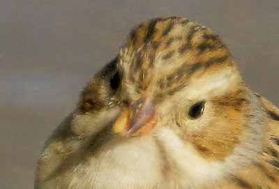 Clay-colored Sparrow, head closeup