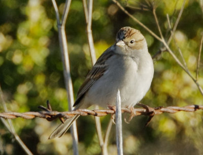 Chipping Sparrow, non-breeding plumage