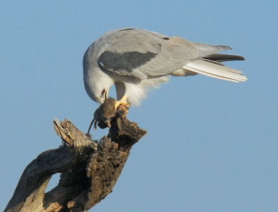 White-tailed Kite, coup de grace