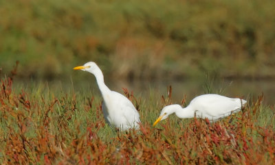 Cattle Egrets