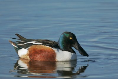 Shovelers