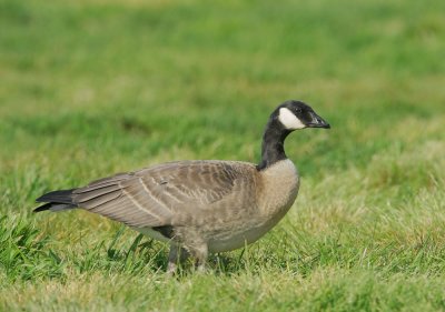 Canada Goose