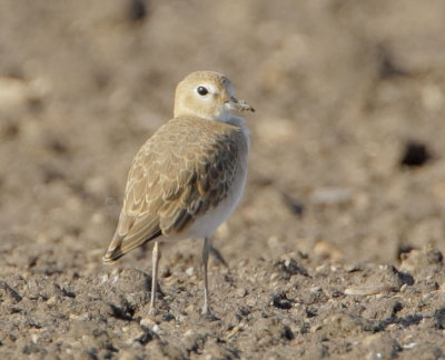 Mountain Plover, first winter
