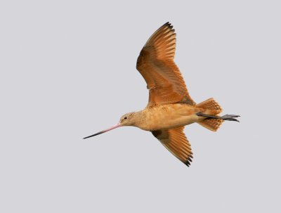 Marbled Godwit
