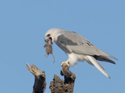 White-tailed Kite, feeding