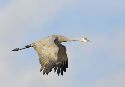 Sandhill Crane, flying