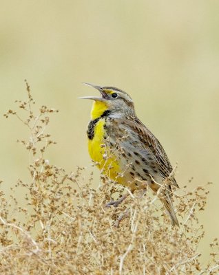 Western Meadowlark, singing