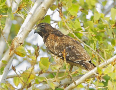 Red-shouldered Hawk, first winter