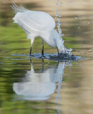 Snowy Egret strikes