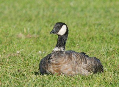 Cackling Goose, with neck ring