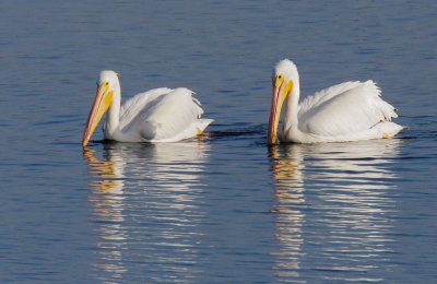 American White Pelicans