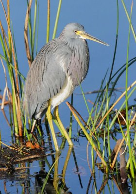 Tricolored Heron