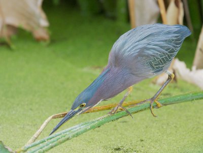 Green Herons