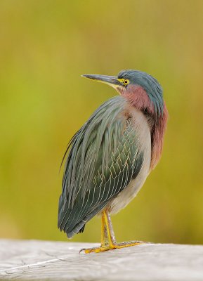 Green Heron