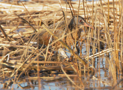 Virginia Rails