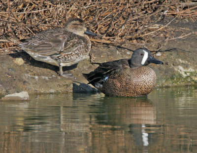 Blue-winged Teal, male, with Green-winged Teal female