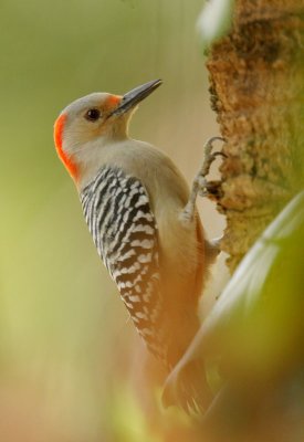 Red-bellied Woodpecker, female