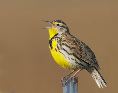 Western Meadowlark, singing male