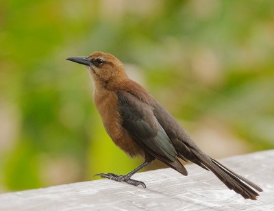 Boat-tailed Grackle, female