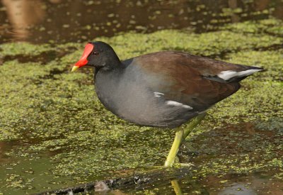 Common Gallinule