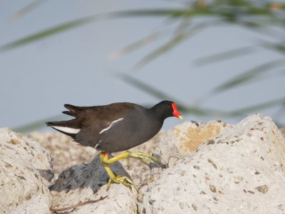 Common Gallinule