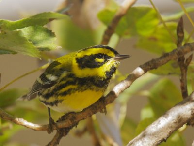 Townsend's Warbler, male
